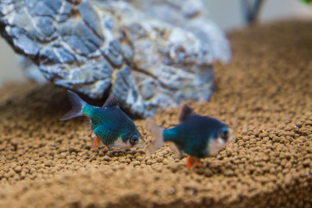 B&B Aquarium San Benedetto del Tronto Exterior foto
